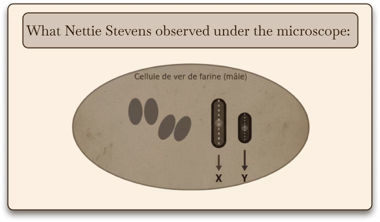 Diagram of X and Y chromosomes