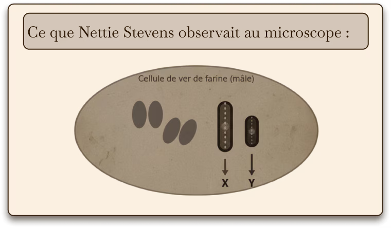 Schéma chromosomes X et Y
